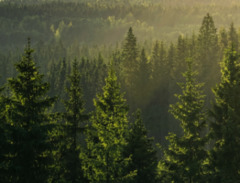 Коттеджный поселок 