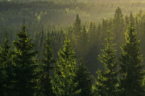 Коттеджный поселок 