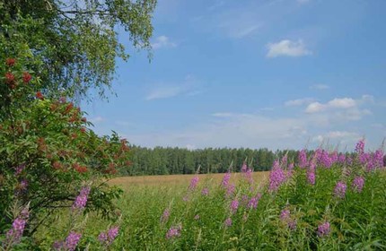 Поселок Ромашково дачи