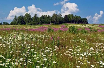 Поселок Синергия-Почурино